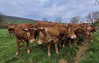 Vaches Limousines dans la Vallée de la Mauchère - Agrandir l'image, .JPG 120 Ko (fenêtre modale)