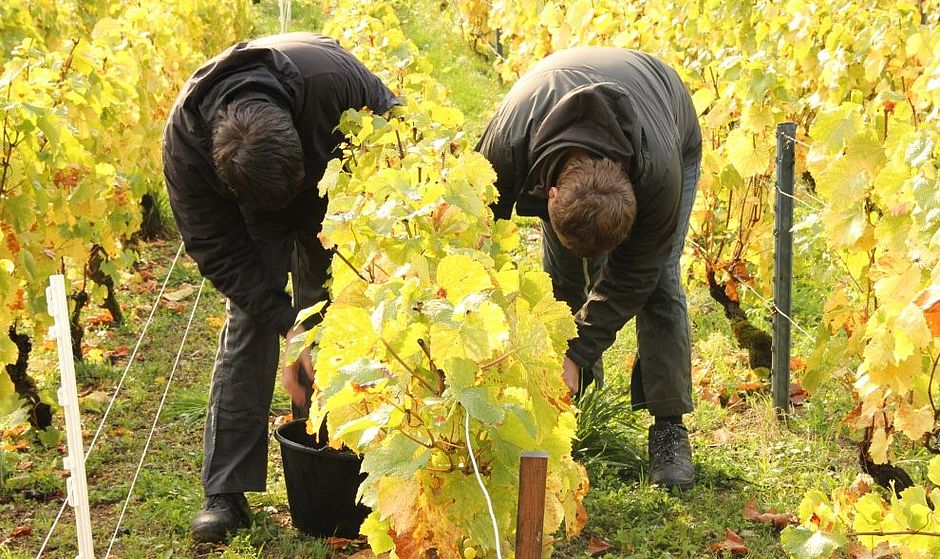 ESAT du Val de Lorraine 2 travailleurs dans les vignes du toulois - Agrandir l'image, .JPG 215 Ko (fenêtre modale)