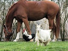 Cheval, chèvre et coq au Haras du Palival à Faulx - Agrandir l'image, .JPG 120 Ko (fenêtre modale)
