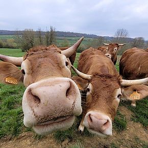 Gros gros sur vaches Limousines dans la Vallée de la Mauchère