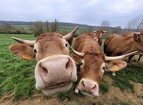 Gros gros sur vaches Limousines dans la Vallée de la Mauchère