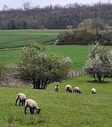 Moutons et agneaux dans la Vallée de la Mauchère - Agrandir l'image, .JPG 147 Ko (fenêtre modale)